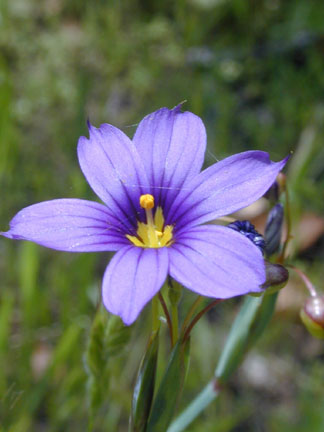 Blue_eyed_grass