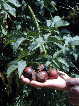 California_buckeye