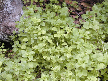 Chickweed1