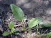 Broadleaf_plantain