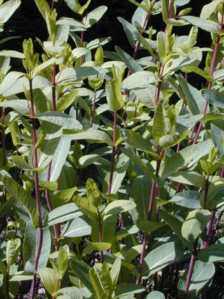 Dogbane