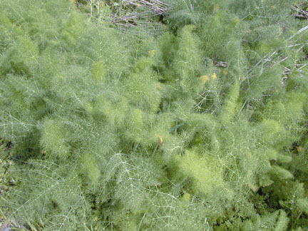 Fennel1_f