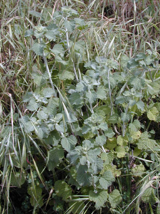 Horehound