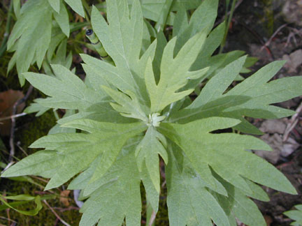 Mugwort_f