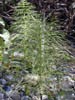 Horsetail2