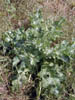 Milk_thistle2