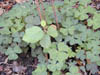 Wood_sorrel