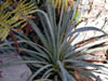 Yucca